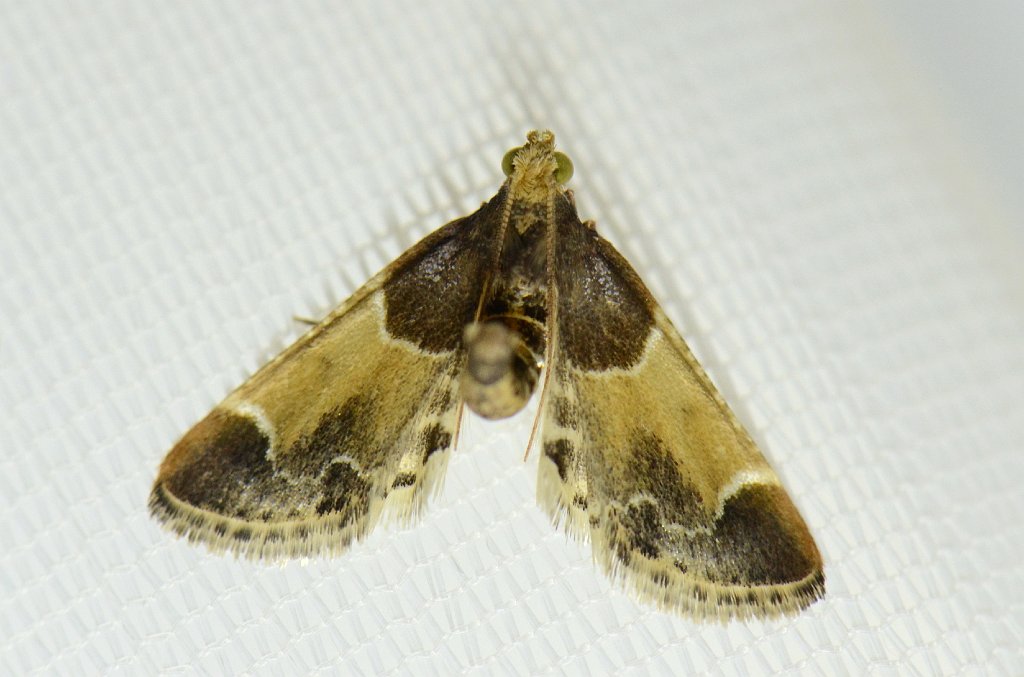 040 2016-07139360 Pointe Rok, MA.JPG - Meal Moth (Pyralis farinalis). Pointe Rok Estates, MA, 7-13-2016